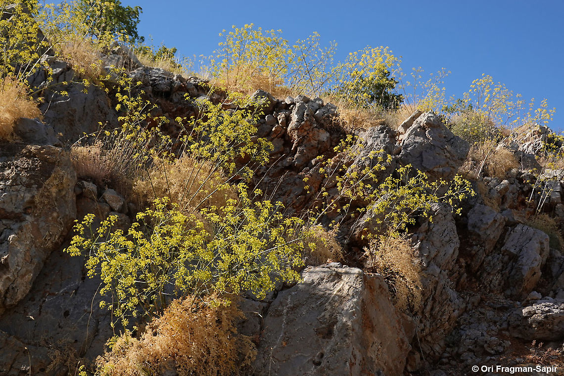 Ferulago trachycarpa  Ferulago trachycarpa,Geotagged,Summer