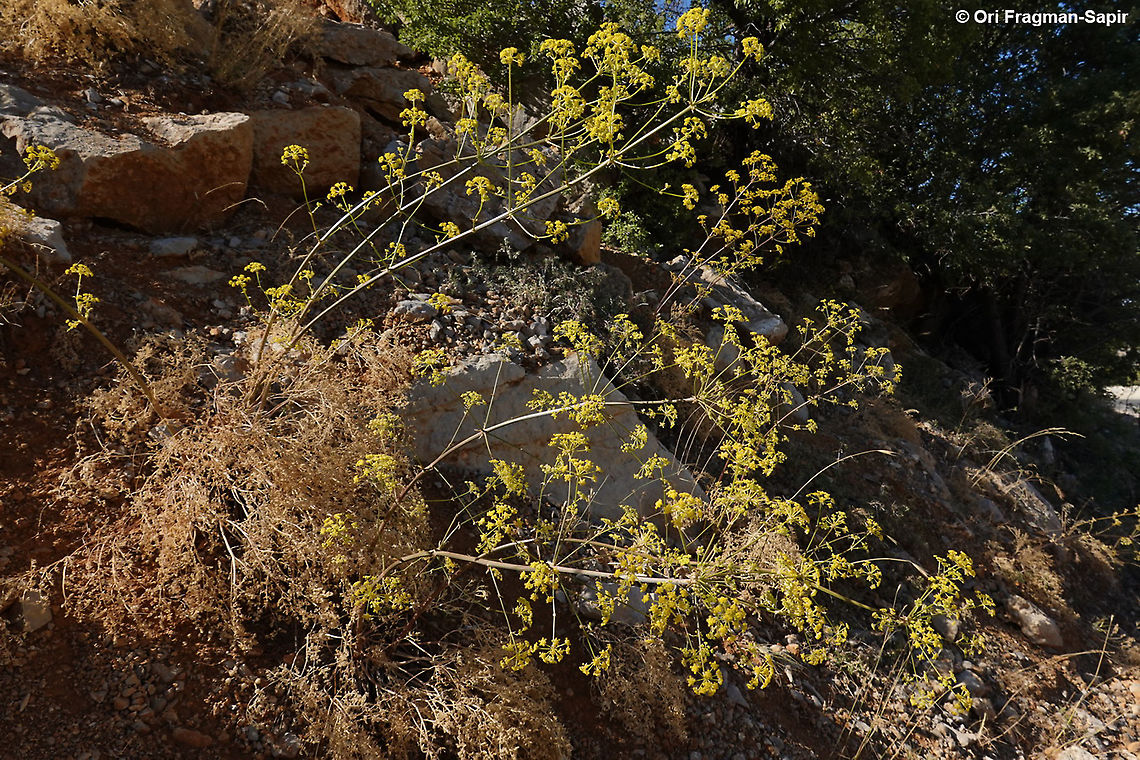 Ferulago trachycarpa  Ferulago trachycarpa,Geotagged,Summer