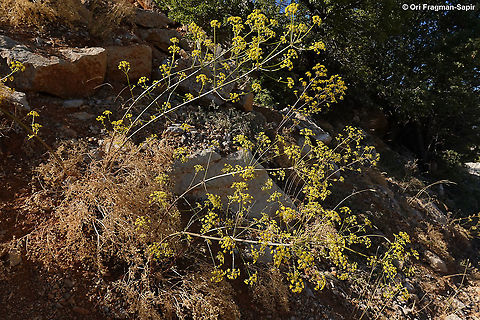 Ferulago trachycarpa  Ferulago trachycarpa,Geotagged,Summer