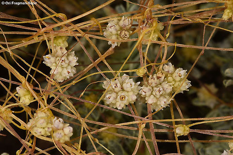 Cuscuta approximata  Cuscuta approximata,Geotagged,Summer