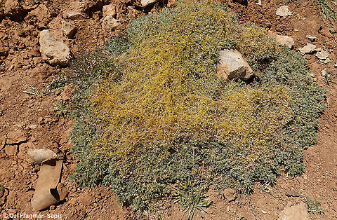 Cuscuta approximata Attacking Astragalus angustifolius. Cuscuta approximata,Geotagged,Summer