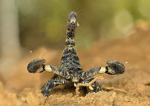 Indian Black Scorpion (Heterometrus Sp) A Large, aggressive scorpion with robust build. May be the biggest scorpion. These scorpions are mainly seen during excavation work as they prefer to stay in underground burrows during day. preys on insects and spiders. Even though usually not fatal, does have a very potent sting. Prefer to catch prey with their very strong claws and once they get a good hold, the prey has a very slim chance of escape before the mandibles begins to do their work. They florescence a bright turquoise under U V light. Size about 18 cm including the tail. Geotagged,Heterometrus,India,Scorpion,Winter