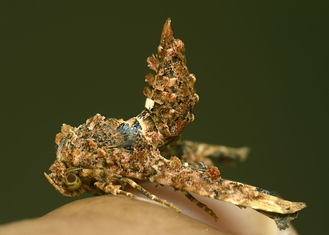 Genus Eutelia Colorful moth Geotagged,India