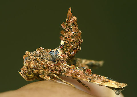 Genus Eutelia Colorful moth Geotagged,India