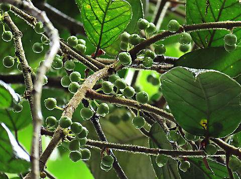 Villosa Fig unripe fruits An epiphytic fig which climbs trees and fruit when reaching a certain height. Figs do not display observable flowers as the flowers uniquely grow inside the fruits hence they need fig wasps to enter the fruits to pollinate it. Fruits can reach 1cm wide. Once ripen it will turn orange in colour. Ficus villosa,Geotagged,Malaysia,Spring