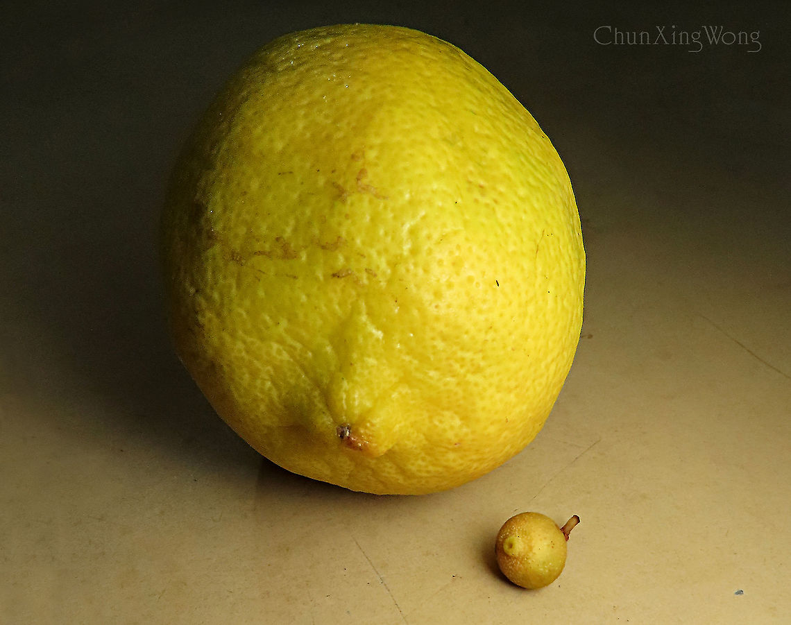 Big Lemon, Baby Lemon Comparing a normal ripe lemon and a small Ficus villosa fig fruit. Citrus limon,Geotagged,Lemon,Malaysia,Spring