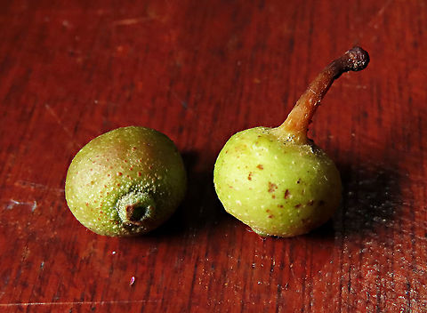 Villosa Fig An epiphytic fig which climbs trees and fruit when reaching a certain height. Figs do not display observable flowers as the flowers uniquely grow inside the fruits hence they need fig wasps to enter the fruits to pollinate it. Fruits can reach 1cm wide. Once ripen it will turn orange in colour.

 Ficus fulva,Ficus villosa,Geotagged,Malaysia,Spring,ficus fulva