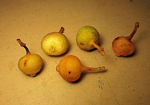 Villosa Fig fruits An epiphytic fig which climbs trees and fruit when reaching a certain height. Figs do not display observable flowers as the flowers uniquely grow inside the fruits hence they need fig wasps to enter the fruits through the ostiole opening to pollinate these inner flowers. Fruits can reach 1cm wide. Once ripen it will turn orange in colour.

 Ficus villosa,Geotagged,Malaysia,Spring