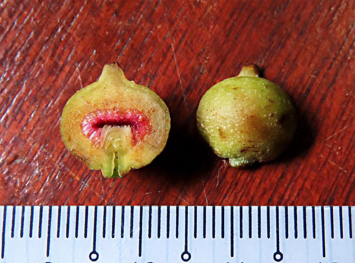Villosa Fig inside and out An epiphytic fig which climbs trees and fruit when reaching a certain height. Figs do not display observable flowers as the flowers uniquely grow inside the fruits hence they need fig wasps to enter the fruits through the ostiole opening to pollinate these inner flowers. Fruits can reach 1cm wide. Once ripen it will turn orange in colour.<br />
<br />
 Ficus villosa,Geotagged,Malaysia,Spring