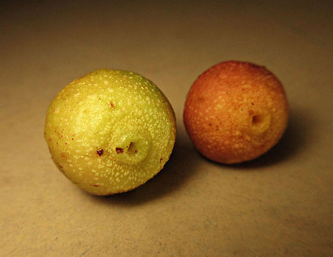 Villosa Fig fruit ostiole openings An epiphytic fig which climbs trees and fruit when reaching a certain height. Figs do not display observable flowers as the flowers uniquely grow inside the fruits hence they need fig wasps to enter the fruits through the ostiole opening to pollinate these inner flowers. Fruits can reach 1cm wide. Once ripen it will turn orange in colour.

 Ficus villosa,Geotagged,Indonesia,Malaysia,Spring