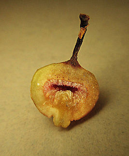 Villosa Fig inner flowers An epiphytic fig which climbs trees and fruit when reaching a certain height. Figs do not display observable flowers as the flowers uniquely grow inside the fruits hence they need fig wasps to enter the fruits to pollinate it. Fruits can reach 1cm wide. Once ripen it will turn orange in colour.

 Ficus villosa,Geotagged,Malaysia,Spring