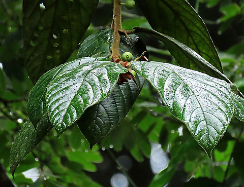 Villosa Fig fruit and leaves An epiphytic fig which climbs trees and fruit when reaching a certain height. Figs do not display observable flowers as the flowers uniquely grow inside the fruits hence they need fig wasps to enter the fruits through the ostiole opening to pollinate these inner flowers. Fruits can reach 1cm wide. Once ripen it will turn orange in colour.
 Ficus villosa,Geotagged,Malaysia,Spring