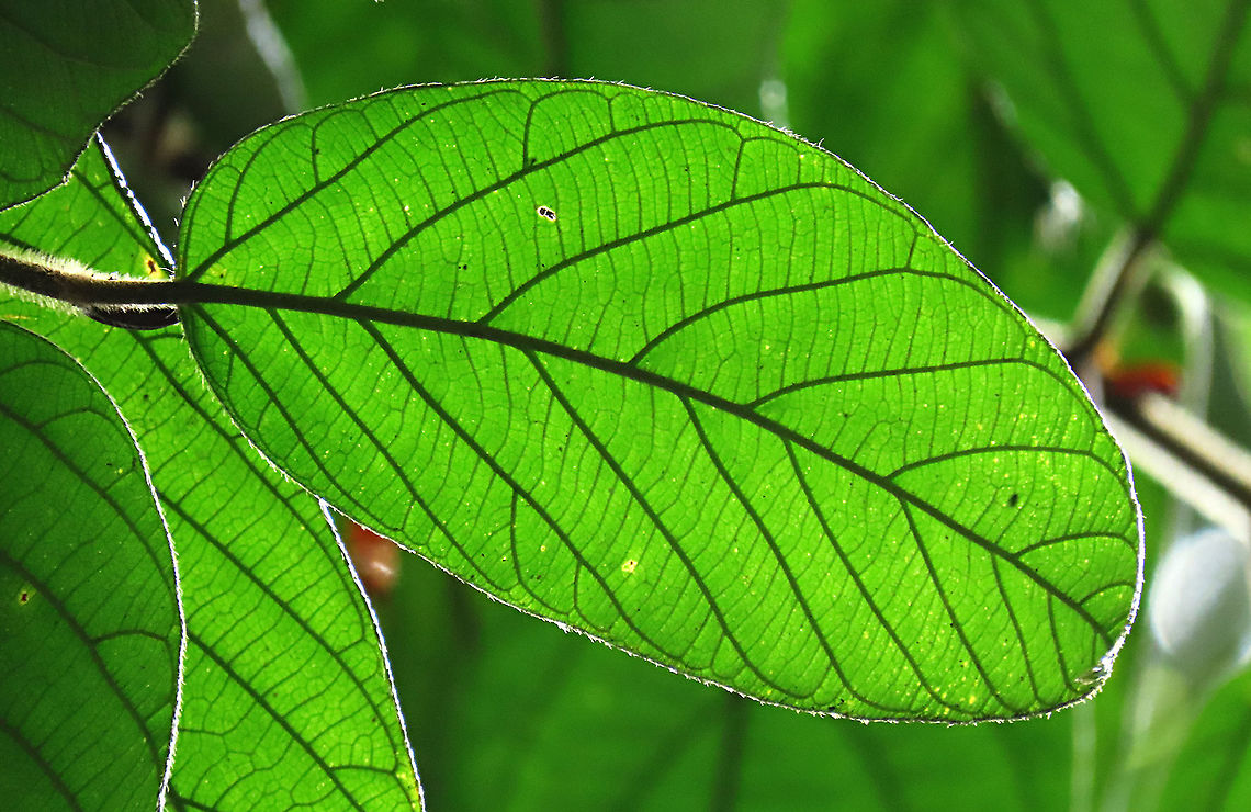 Villosa Fig leaf An epiphytic fig which climbs trees and fruit when reaching a certain height. Figs do not display observable flowers as the flowers uniquely grow inside the fruits hence they need fig wasps to enter the fruits through the ostiole opening to pollinate these inner flowers. Fruits can reach 1cm wide. Once ripen it will turn orange in colour.<br />
 Ficus villosa,Geotagged,Malaysia,Spring
