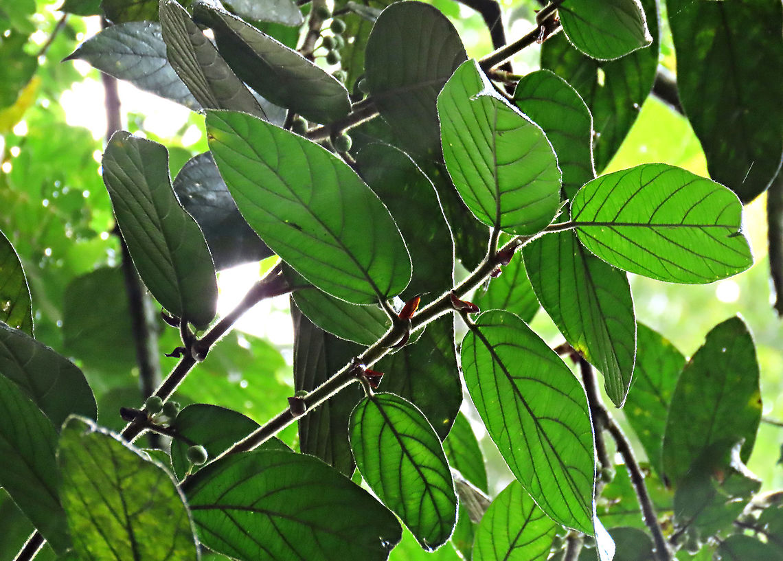 Villosa Fig leaves An epiphytic fig which climbs trees and fruit when reaching a certain height. Figs do not display observable flowers as the flowers uniquely grow inside the fruits hence they need fig wasps to enter the fruits through the ostiole opening to pollinate these inner flowers. Fruits can reach 1cm wide. Once ripen it will turn orange in colour.<br />
 Ficus villosa,Geotagged,Malaysia,Spring