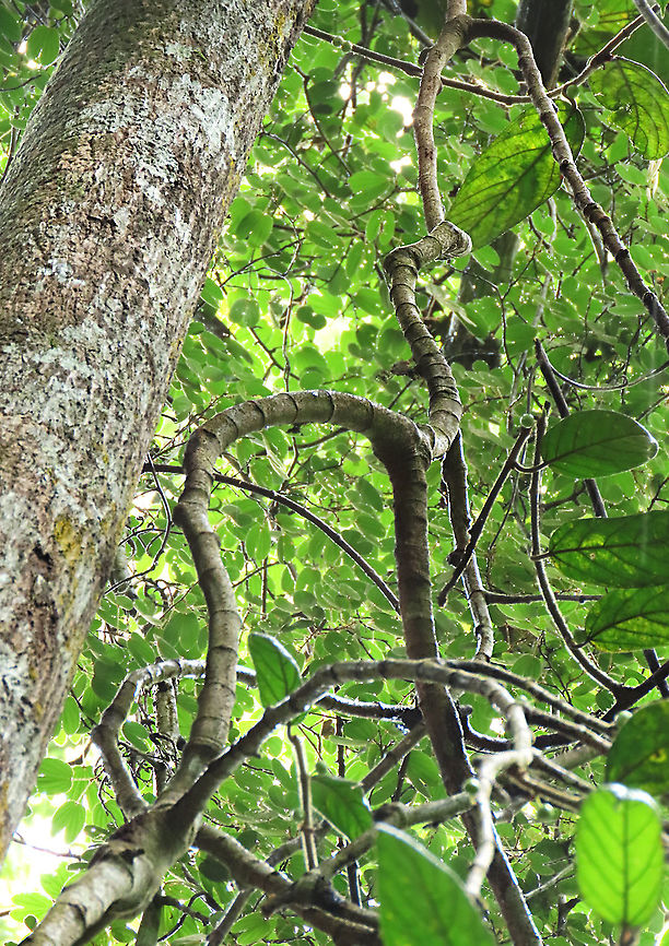 Villosa Fig curvy branches An epiphytic fig which climbs trees and fruit when reaching a certain height. Figs do not display observable flowers as the flowers uniquely grow inside the fruits hence they need fig wasps to enter the fruits through the ostiole opening to pollinate these inner flowers. Fruits can reach 1cm wide. Once ripen it will turn orange in colour.<br />
 Ficus villosa,Geotagged,Malaysia,Spring