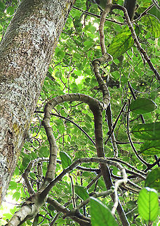 Villosa Fig curvy branches An epiphytic fig which climbs trees and fruit when reaching a certain height. Figs do not display observable flowers as the flowers uniquely grow inside the fruits hence they need fig wasps to enter the fruits through the ostiole opening to pollinate these inner flowers. Fruits can reach 1cm wide. Once ripen it will turn orange in colour.
 Ficus villosa,Geotagged,Malaysia,Spring