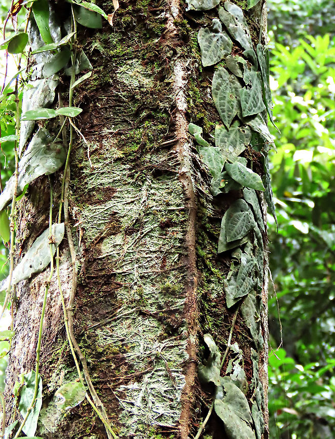 Villosa Fig roots An epiphytic fig which climbs trees and fruit when reaching a certain height. Figs do not display observable flowers as the flowers uniquely grow inside the fruits hence they need fig wasps to enter the fruits through the ostiole opening to pollinate these inner flowers. Fruits can reach 1cm wide. Once ripen it will turn orange in colour.<br />
 Ficus villosa,Geotagged,Malaysia,Spring