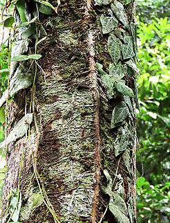 Villosa Fig roots An epiphytic fig which climbs trees and fruit when reaching a certain height. Figs do not display observable flowers as the flowers uniquely grow inside the fruits hence they need fig wasps to enter the fruits through the ostiole opening to pollinate these inner flowers. Fruits can reach 1cm wide. Once ripen it will turn orange in colour.
 Ficus villosa,Geotagged,Malaysia,Spring