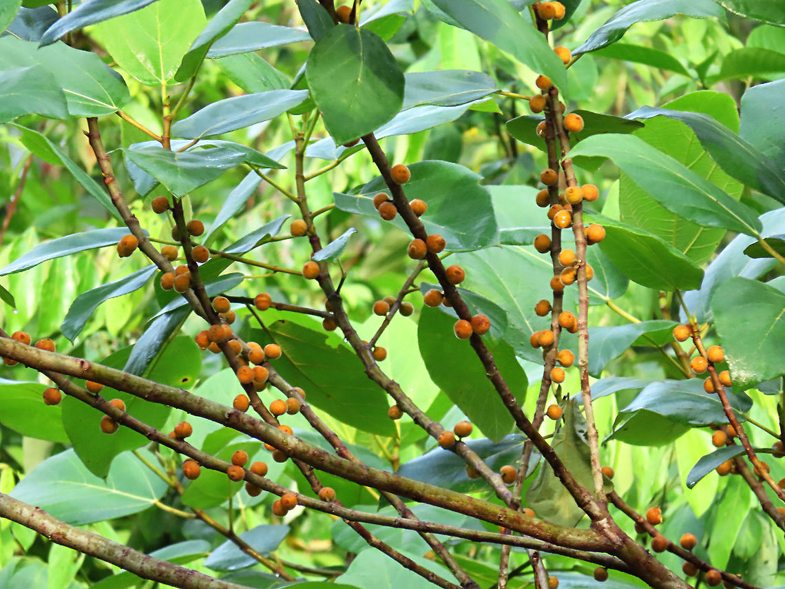 Yellow Hairy Fig A common hairy tree with fruits and leaves all covered in small hairs. Borneo has around 150 native fig species and I have documented around one third of it under the 1StopBorneo Wildlife expeditions. Ficus fulva,Geotagged,Malaysia,Spring,ficus fulva