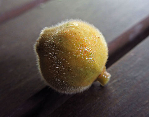 Yellow Hairy Fig fruit A common hairy tree with fruits and leaves all covered in small hairs. Borneo has around 150 native fig species and I have documented around one third of it under the 1StopBorneo Wildlife expeditions. Ficus fulva,Geotagged,Malaysia,Spring,ficus fulva