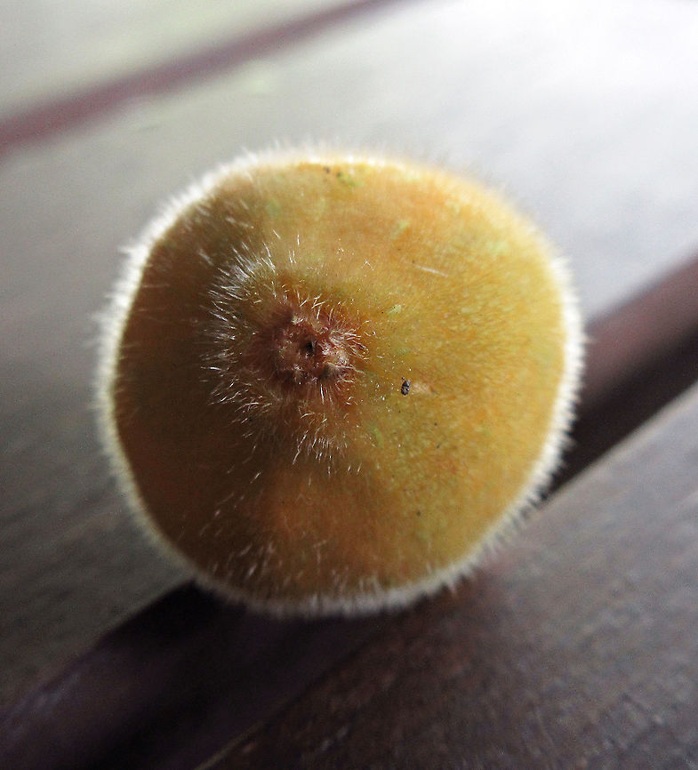 Yellow Hairy Fig ostiole opening A common hairy tree with fruits and leaves all covered in small hairs. This ostiole (hole) seen in the fruit is a natural opening for fig wasps to enter and pollinate the inner flowers. Borneo has around 150 native fig species and I have documented around one third of it under the 1StopBorneo Wildlife expeditions. Ficus fulva,Geotagged,Malaysia,Spring,ficus fulva