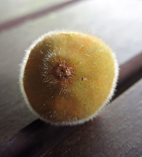 Yellow Hairy Fig ostiole opening A common hairy tree with fruits and leaves all covered in small hairs. This ostiole (hole) seen in the fruit is a natural opening for fig wasps to enter and pollinate the inner flowers. Borneo has around 150 native fig species and I have documented around one third of it under the 1StopBorneo Wildlife expeditions. Ficus fulva,Geotagged,Malaysia,Spring,ficus fulva