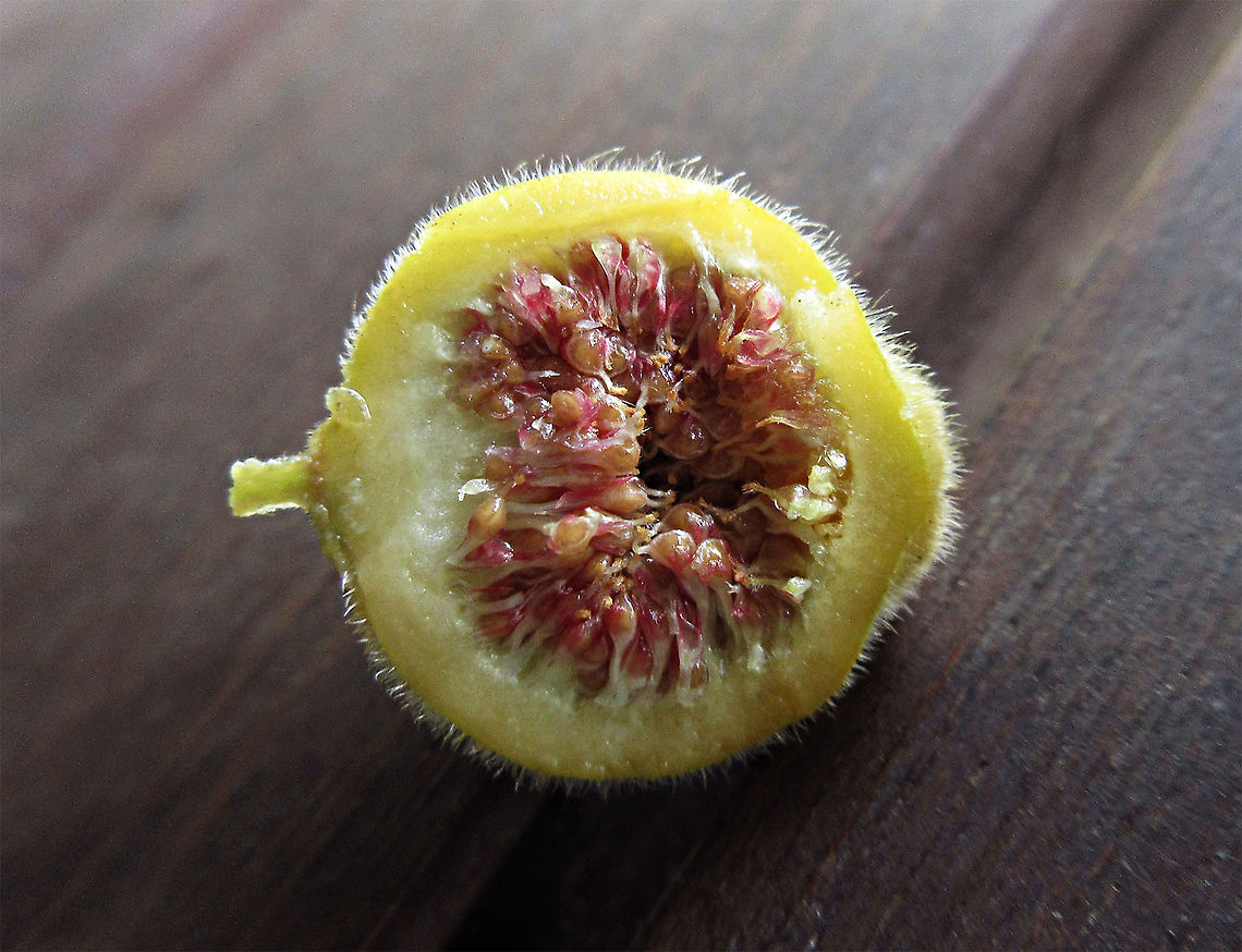 Yellow Hairy Fig inner pink A common hairy tree with fruits and leaves all covered in small hairs. In contrast to its outer colour, inside the flesh is pinkish which is not common for figs to have. Borneo has around 150 native fig species and I have documented around one third of it under the 1StopBorneo Wildlife expeditions. Ficus fulva,Geotagged,Malaysia,Spring,ficus fulva