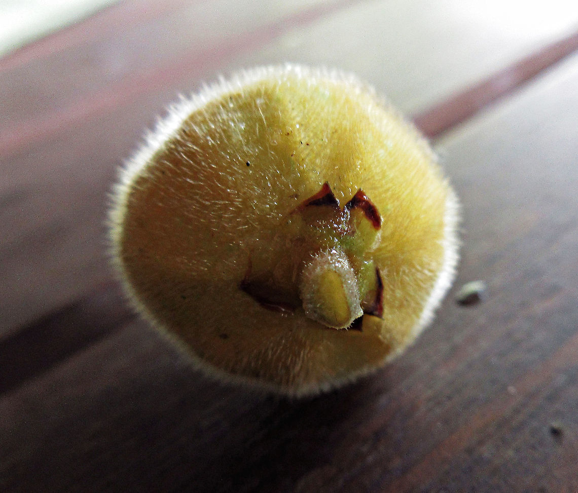 Yellow Hairy Fig pedicel A common hairy tree with fruits and leaves all covered in small hairs. Among species you can find the difference in  pedicel. This species shows flat and sharp edged pedicel.<br />
 Borneo has around 150 native fig species and I have documented around one third of it under the 1StopBorneo Wildlife expeditions. Ficus fulva,Geotagged,Malaysia,Spring,ficus fulva