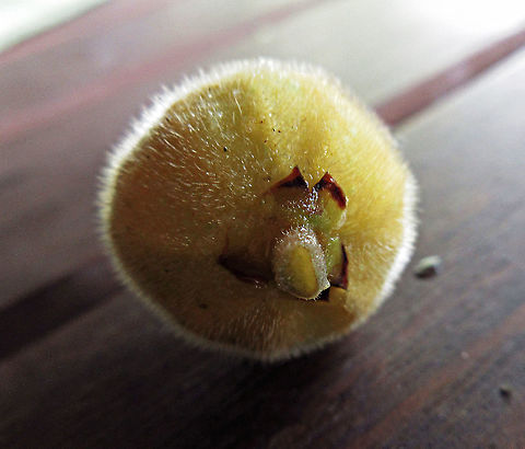 Yellow Hairy Fig pedicel A common hairy tree with fruits and leaves all covered in small hairs. Among species you can find the difference in  pedicel. This species shows flat and sharp edged pedicel.
 Borneo has around 150 native fig species and I have documented around one third of it under the 1StopBorneo Wildlife expeditions. Ficus fulva,Geotagged,Malaysia,Spring,ficus fulva
