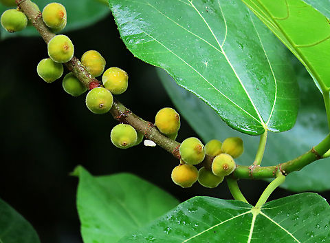 Yellow Hairy Fig unripe fruits A common hairy tree with fruits and leaves all covered in small hairs. Borneo has around 150 native fig species and I have documented around one third of it under the 1StopBorneo Wildlife expeditions. Ficus fulva,Geotagged,Malaysia,Spring,ficus fulva