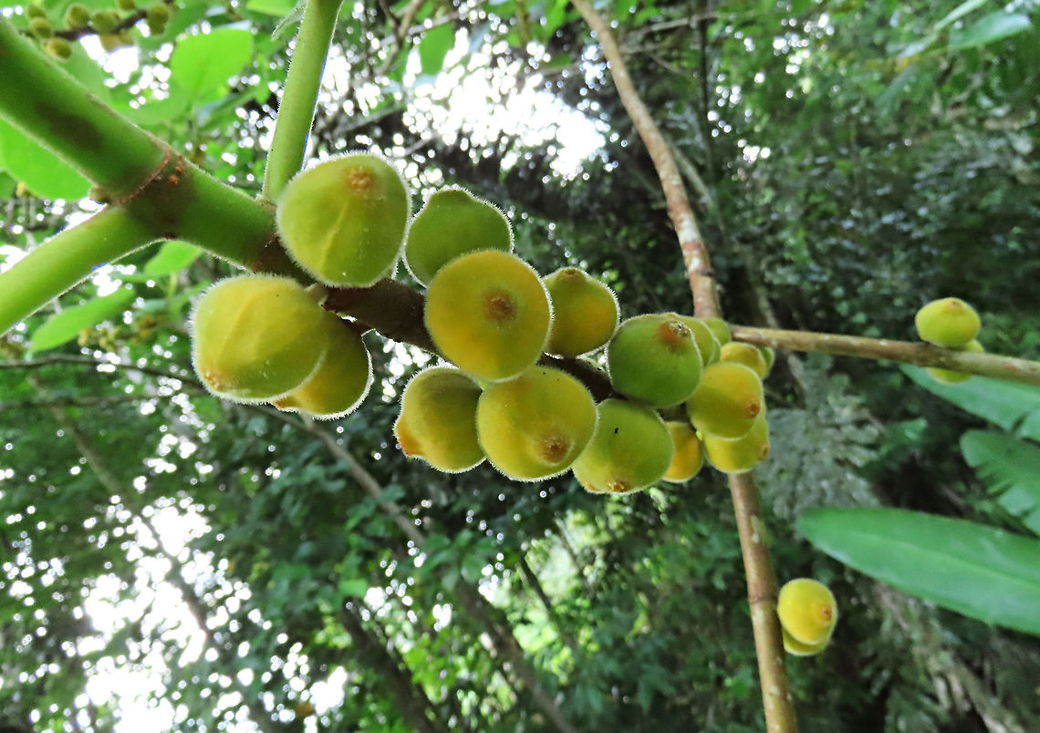 Yellow Hairy Fig unripe fruits on stalk A common hairy tree with fruits and leaves all covered in small hairs. Unripe fruits are still greenish in colour. Borneo has around 150 native fig species and I have documented around one third of it under the 1StopBorneo Wildlife expeditions. Ficus fulva,Geotagged,Malaysia,Spring,ficus fulva
