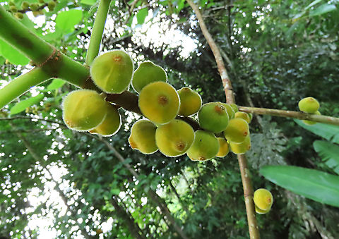 Yellow Hairy Fig unripe fruits on stalk A common hairy tree with fruits and leaves all covered in small hairs. Unripe fruits are still greenish in colour. Borneo has around 150 native fig species and I have documented around one third of it under the 1StopBorneo Wildlife expeditions. Ficus fulva,Geotagged,Malaysia,Spring,ficus fulva