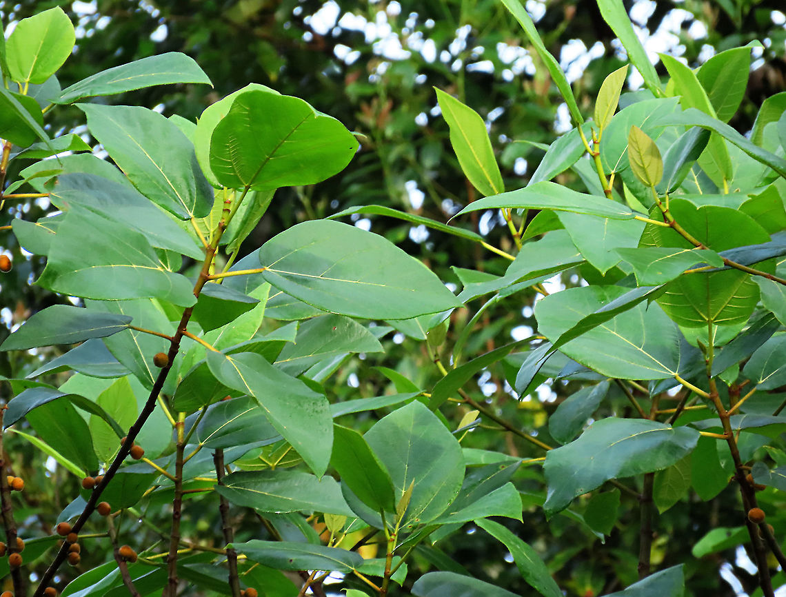 Yellow Hairy Fig leaves A common hairy tree with fruits and leaves all covered in small hairs. Borneo has around 150 native fig species and I have documented around one third of it under the 1StopBorneo Wildlife expeditions. Ficus fulva,Geotagged,Malaysia,Spring,ficus fulva