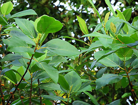 Yellow Hairy Fig leaves A common hairy tree with fruits and leaves all covered in small hairs. Borneo has around 150 native fig species and I have documented around one third of it under the 1StopBorneo Wildlife expeditions. Ficus fulva,Geotagged,Malaysia,Spring,ficus fulva
