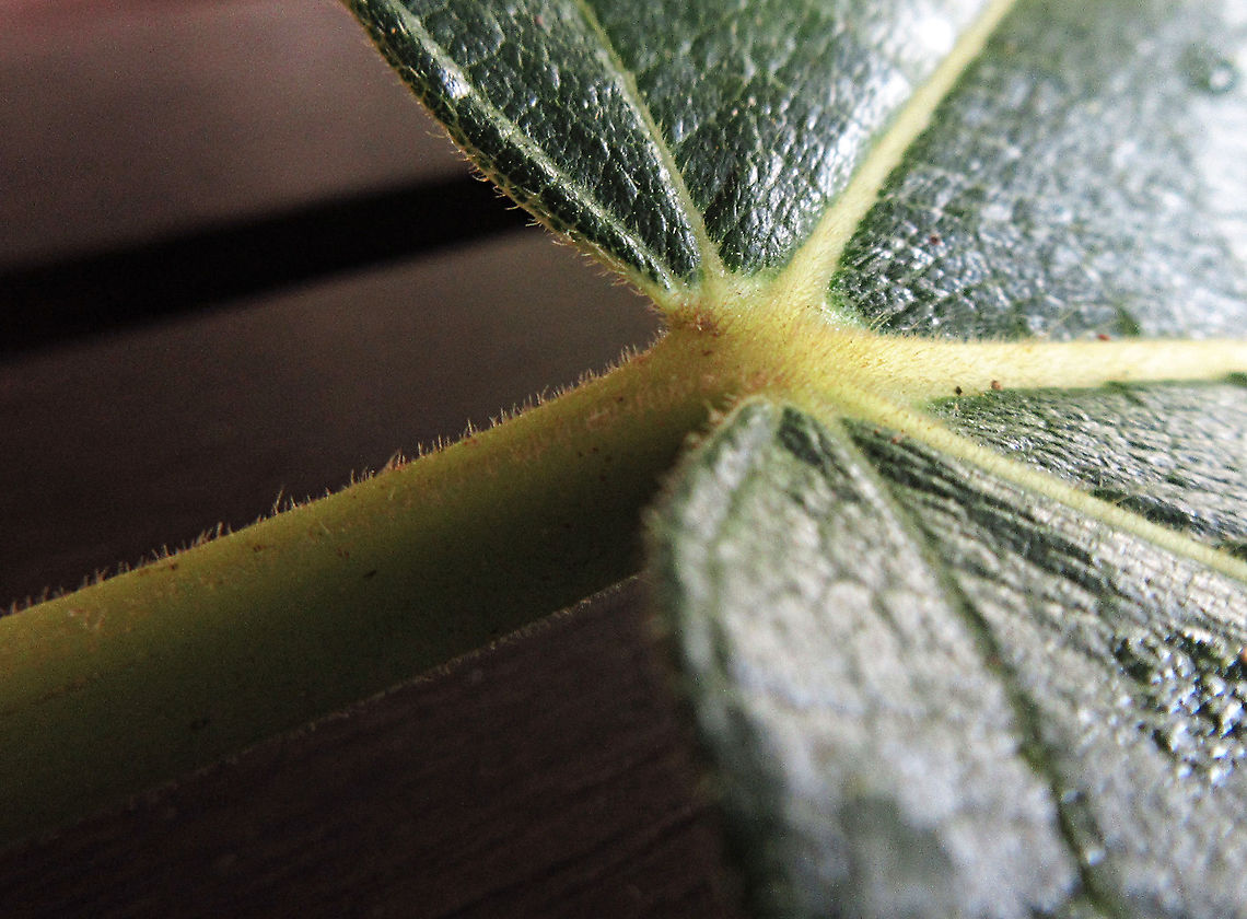 Yellow Hairy Fig leaf hairs A common hairy tree with fruits and leaves all covered in small hairs. Hairs are also visible growing from the stem. Borneo has around 150 native fig species and I have documented around one third of it under the 1StopBorneo Wildlife expeditions. Ficus fulva,Geotagged,Malaysia,Spring,ficus fulva