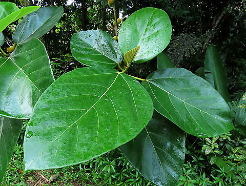 Yellow Hairy Fig broad leaves A common hairy tree with fruits and leaves all covered in small hairs. Fig leaves are quite variable so it may not be easy to identify a fig based on the leaf. Borneo has around 150 native fig species and I have documented around one third of it under the 1StopBorneo Wildlife expeditions. Ficus fulva,Geotagged,Malaysia,Spring,ficus fulva