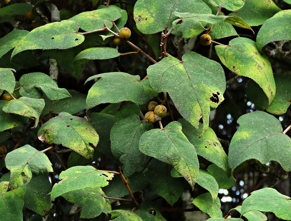 Eumorpha Fig Short fig tree with hard hairy fruits and soft hairy leaves with a rough bumpy surface. Inside the fruit is full of hairs making it only edible to certain kind of animals. Endemic to Northern Borneo's mountains only.<br />
<br />
 Ficus eumorpha,Geotagged,Malaysia,Summer