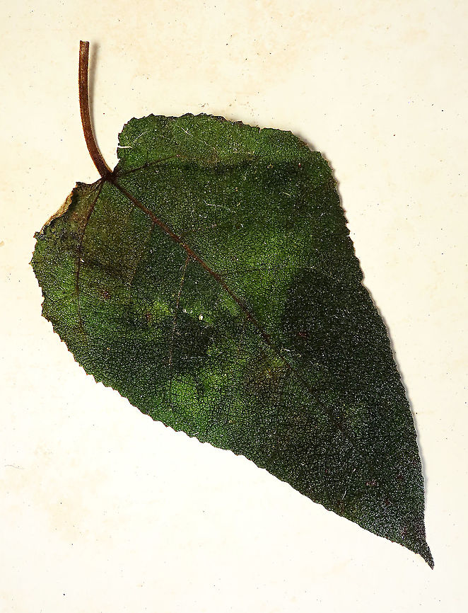 Eumorpha Fig leaf Short fig tree with hard hairy fruits (internally and externally). Leaf are hairy as well with upper surface bumpy and hairy basal. Inside the fruit is full of hairs making it only edible to certain kind of animals. Endemic to Northern Borneo&#039;s mountains only. <br />
<br />
Figs are unique as their flowers are grown internally inside the fruits so they need specialized pollinating fig wasps to enter the fruits to pollinate its inner flowers. Borneo have around 150 native fig species and I have already documented around one third of it with 1StopBorneo Wildlife expeditions. <br />
 Ficus eumorpha,Geotagged,Malaysia,Summer