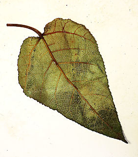 Eumorpha Fig leaf basal Short fig tree with hard hairy fruits (internally and externally). Leaf are hairy as well with upper surface bumpy and hairy basal. Inside the fruit is full of hairs making it only edible to certain kind of animals. Endemic to Northern Borneo's mountains only. 

Figs are unique as their flowers are grown internally inside the fruits so they need specialized pollinating fig wasps to enter the fruits to pollinate its inner flowers. Borneo have around 150 native fig species and I have already documented around one third of it with 1StopBorneo Wildlife expeditions. 
 Ficus eumorpha,Geotagged,Malaysia,Summer