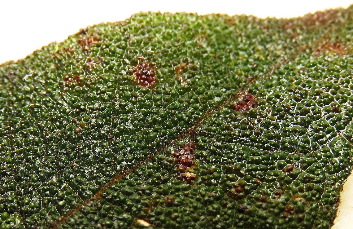 Eumorpha Fig leaf rough surface Short fig tree with hard hairy fruits (internally and externally). Leaf are hairy as well with upper surface bumpy and hairy basal. Inside the fruit is full of hairs making it only edible to certain kind of animals. Endemic to Northern Borneo's mountains only. <br />
<br />
Figs are unique as their flowers are grown internally inside the fruits so they need specialized pollinating fig wasps to enter the fruits to pollinate its inner flowers. Borneo have around 150 native fig species and I have already documented around one third of it with 1StopBorneo Wildlife expeditions. <br />
 Ficus eumorpha,Geotagged,Malaysia,Summer