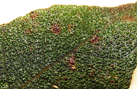 Eumorpha Fig leaf rough surface Short fig tree with hard hairy fruits (internally and externally). Leaf are hairy as well with upper surface bumpy and hairy basal. Inside the fruit is full of hairs making it only edible to certain kind of animals. Endemic to Northern Borneo's mountains only. 

Figs are unique as their flowers are grown internally inside the fruits so they need specialized pollinating fig wasps to enter the fruits to pollinate its inner flowers. Borneo have around 150 native fig species and I have already documented around one third of it with 1StopBorneo Wildlife expeditions. 
 Ficus eumorpha,Geotagged,Malaysia,Summer