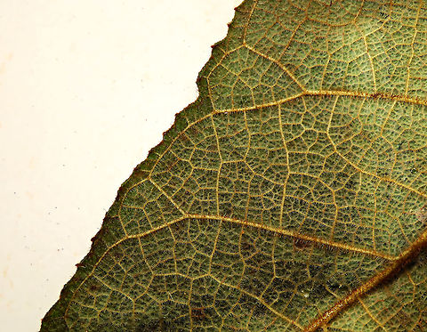 Eumorpha Fig leaf veins Short fig tree with hard hairy fruits (internally and externally). Leaf are hairy as well with upper surface bumpy and hairy basal. Inside the fruit is full of hairs making it only edible to certain kind of animals. Endemic to Northern Borneo's mountains only. 

Figs are unique as their flowers are grown internally inside the fruits so they need specialized pollinating fig wasps to enter the fruits to pollinate its inner flowers. Borneo have around 150 native fig species and I have already documented around one third of it with 1StopBorneo Wildlife expeditions. 
 Ficus eumorpha,Geotagged,Malaysia,Summer