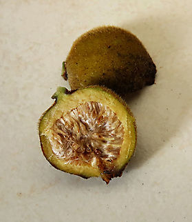 Eumorpha Fig fruit Short fig tree with hard hairy fruits (internally and externally). Leaf are hairy as well with upper surface bumpy and hairy basal. Inside the fruit is full of hairs making it only edible to certain kind of animals. Endemic to Northern Borneo's mountains only.

Figs are unique as their flowers are grown internally inside the fruits so they need specialized pollinating fig wasps to enter the fruits to pollinate its inner flowers. Borneo have around 150 native fig species and I have already documented around one third of it with 1StopBorneo Wildlife expeditions. Ficus eumorpha,Geotagged,Malaysia,Summer