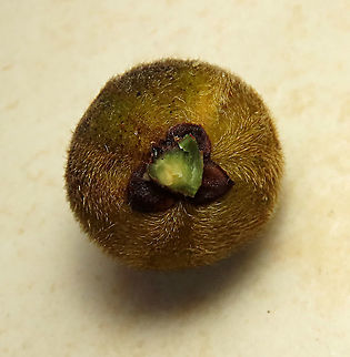 Eumorpha Fig fruit hairs and calyx Short fig tree with hard hairy fruits (internally and externally). Leaf are hairy as well with upper surface bumpy and hairy basal. Inside the fruit is full of hairs making it only edible to certain kind of animals. Endemic to Northern Borneo's mountains only.

Figs are unique as their flowers are grown internally inside the fruits so they need specialized pollinating fig wasps to enter the fruits to pollinate its inner flowers. Borneo have around 150 native fig species and I have already documented around one third of it with 1StopBorneo Wildlife expeditions. Ficus eumorpha,Geotagged,Malaysia,Summer