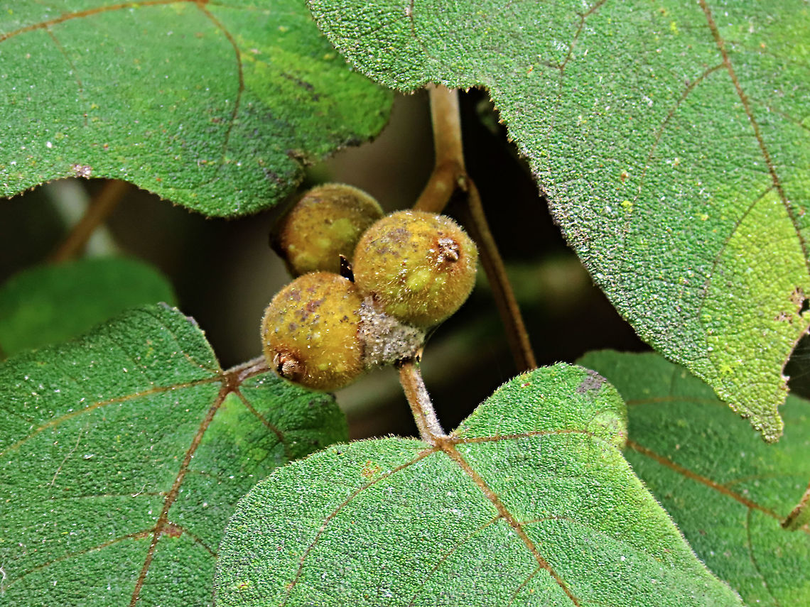 Eumorpha Fig fruits Short fig tree with hard hairy fruits (internally and externally). Leaf are hairy as well with upper surface bumpy and hairy basal. Inside the fruit is full of hairs making it only edible to certain kind of animals. Endemic to Northern Borneo's mountains only.<br />
<br />
Figs are unique as their flowers are grown internally inside the fruits so they need specialized pollinating fig wasps to enter the fruits to pollinate its inner flowers. Borneo have around 150 native fig species and I have already documented around one third of it with 1StopBorneo Wildlife expeditions. Ficus eumorpha,Geotagged,Malaysia,Summer