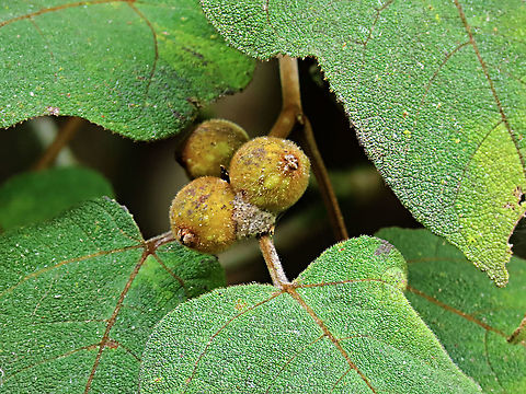 Eumorpha Fig fruits Short fig tree with hard hairy fruits (internally and externally). Leaf are hairy as well with upper surface bumpy and hairy basal. Inside the fruit is full of hairs making it only edible to certain kind of animals. Endemic to Northern Borneo's mountains only.

Figs are unique as their flowers are grown internally inside the fruits so they need specialized pollinating fig wasps to enter the fruits to pollinate its inner flowers. Borneo have around 150 native fig species and I have already documented around one third of it with 1StopBorneo Wildlife expeditions. Ficus eumorpha,Geotagged,Malaysia,Summer