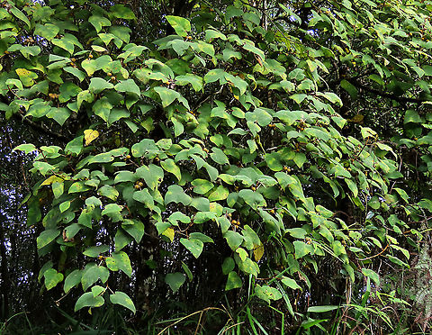 Eumorpha Fig tree Short fig tree with hard hairy fruits (internally and externally). Leaf are hairy as well with upper surface bumpy and hairy basal. Inside the fruit is full of hairs making it only edible to certain kind of animals. Endemic to Northern Borneo's mountains only.

Figs are unique as their flowers are grown internally inside the fruits so they need specialized pollinating fig wasps to enter the fruits to pollinate its inner flowers. Borneo have around 150 native fig species and I have already documented around one third of it with 1StopBorneo Wildlife expeditions. Ficus eumorpha,Geotagged,Malaysia,Summer