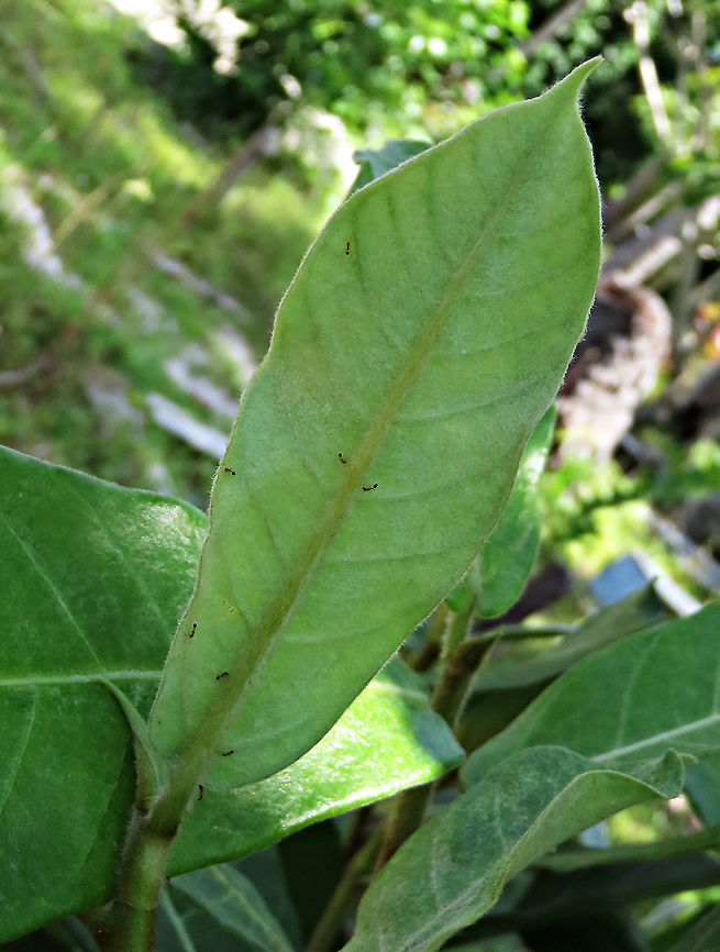 Brown-Woolly Fig leaf with ants This young fig plant is found growing in a native island graveyard. Turns out graveyards are a great place to look for figs due to the open area and traditional respect. The young leaves and stems are still hairy but will slowly lose these hairs as it grows. There are lots of tiny ants around the plant, feeding on the released sap to keep the ants around as anti-pest bodyguards for this plant. Brown-Woolly Fig hairs are common coastal and island species in Sabah. Borneo has around 150 native fig species and I have documented one third of it with 1StopBorneo Wildlife expeditions.<br />
 Ficus drupacea,Geotagged,Malaysia,Summer