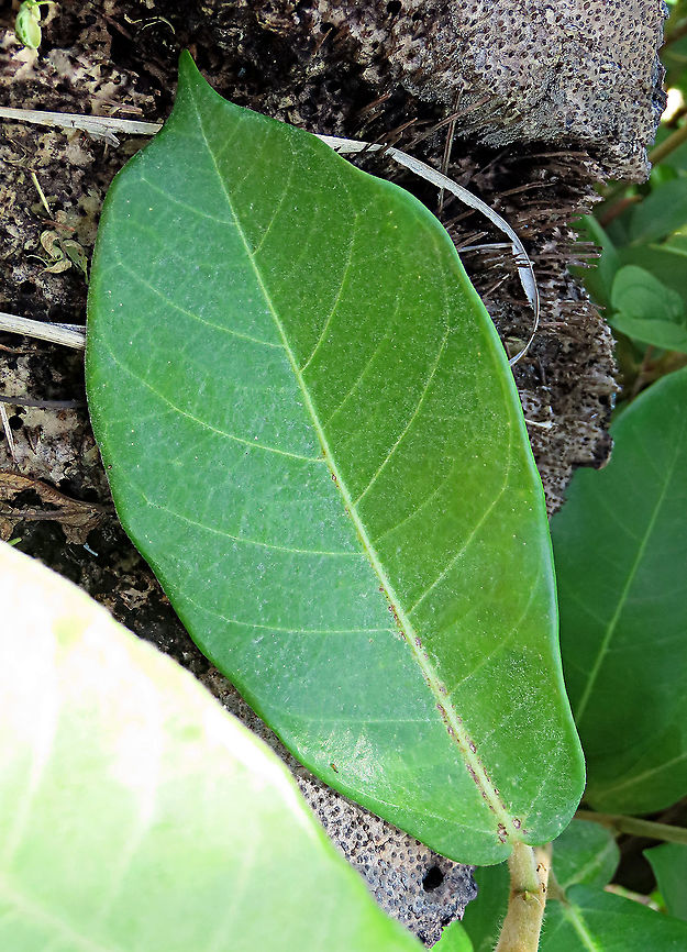 Brown-Woolly Fig leaf front This young fig plant is found growing in a native island graveyard. Turns out graveyards are a great place to look for figs due to the open area and traditional respect. The young leaves and stems are still hairy but will slowly lose these hairs as it grows. There are lots of tiny ants around the plant, feeding on the released sap to keep the ants around as anti-pest bodyguards for this plant. Brown-Woolly Fig hairs are common coastal and island species in Sabah. Borneo has around 150 native fig species and I have documented one third of it with 1StopBorneo Wildlife expeditions.<br />
 Ficus drupacea,Geotagged,Malaysia,Summer