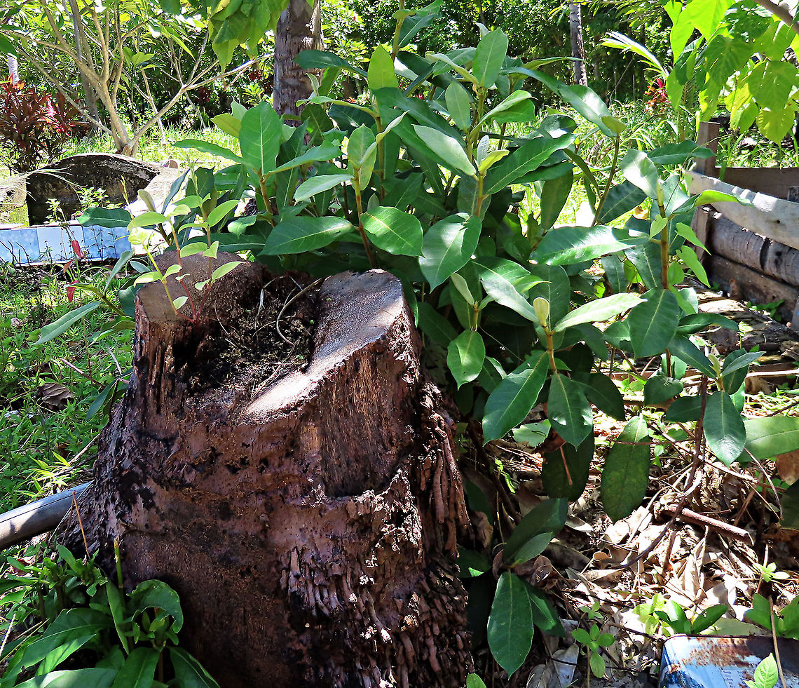 Brown-Woolly Fig young plant This young fig plant is found growing in a native island graveyard. Turns out graveyards are a great place to look for figs due to the open area and traditional respect. The young leaves and stems are still hairy but will slowly lose these hairs as it grows. There are lots of tiny ants around the plant, feeding on the released sap to keep the ants around as anti-pest bodyguards for this plant. Brown-Woolly Fig hairs are common coastal and island species in Sabah. Borneo has around 150 native fig species and I have documented one third of it with 1StopBorneo Wildlife expeditions.<br />
 Ficus drupacea,Geotagged,Malaysia,Summer